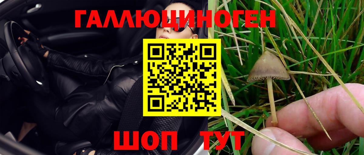 Псилоцибиновые грибы GOLDEN TEACHER  Псилоцибиновые грибы GOLDEN TEACHER  Вход с VPN  Отрадное 